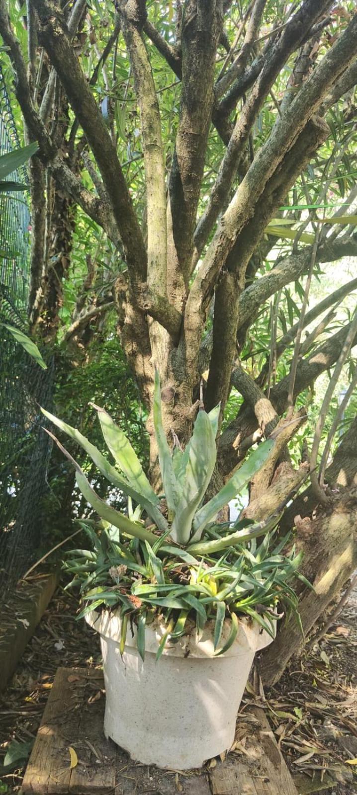 VillaLuigia - Oasi le Palme Padova Esterno foto