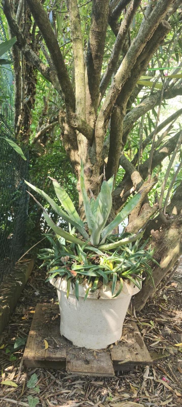 VillaLuigia - Oasi le Palme Padova Esterno foto
